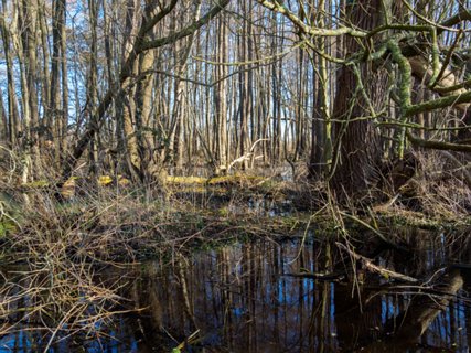 7: 210302-124359_DeurningenW<br>Hier veel broekbossen