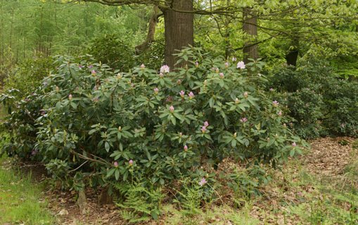 11: Delden_140504_1114