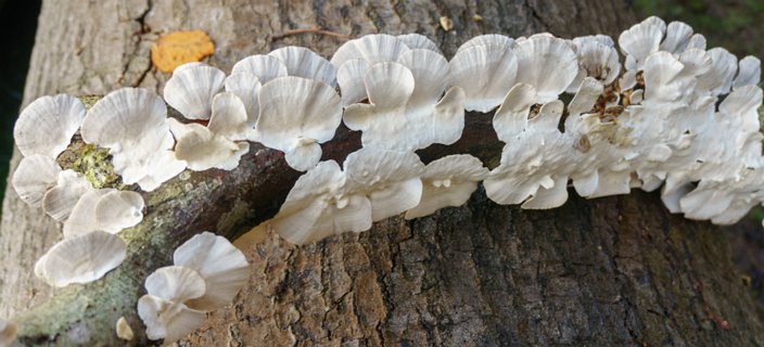 11: 151101-132616_Twickel