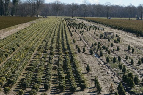 Dit zie je hier veel in Twente: boomkwekerijen