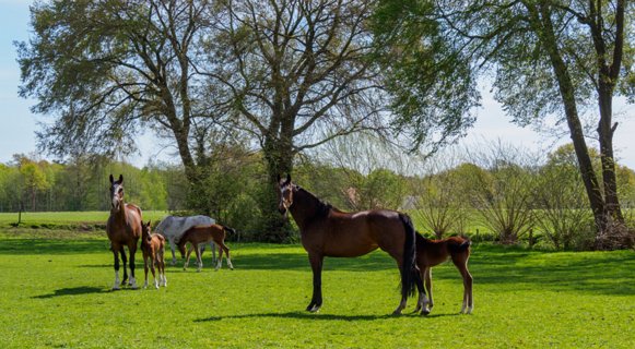 6: 210509-104913_Rossum