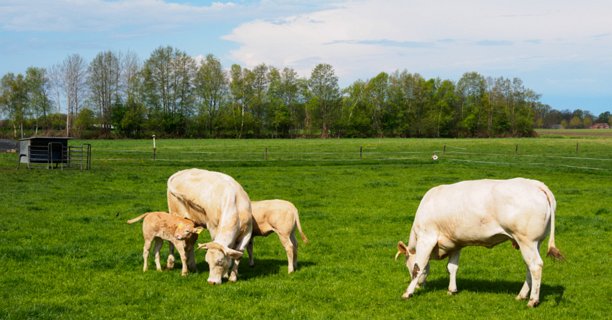 7: 210509-105551_Rossum