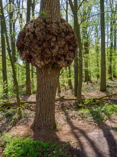 14: 210509-113154_Rossum