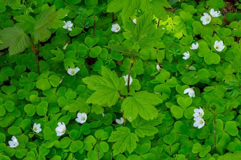 24: 210509-122652_Rossum-bewerkt<br>Klaverzuring