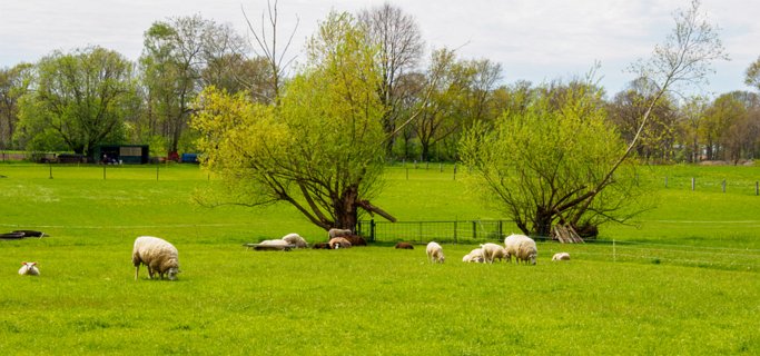 29: 210509-131646_Rossum