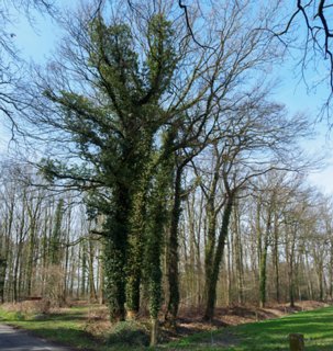 14: 180407-114730_OotmarsumOost-Pano