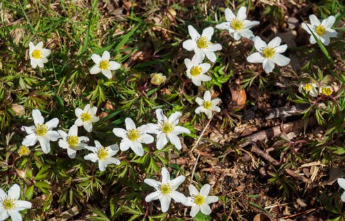 24: 180407-130042_OotmarsumOost