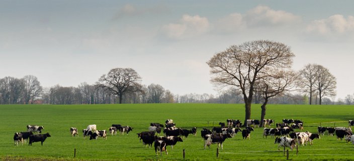 De vrolijke koeien met in de achtergrond Ootmarsum