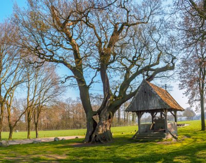 De Kroezeboom. een van de oudste eiken van Nederland, > 500 jaar oud.