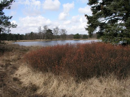 2: Hondenven_030406_1013A