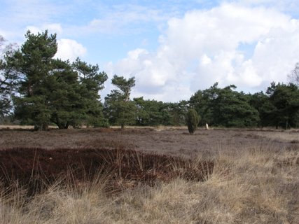 3: Hondenven_030406_1014