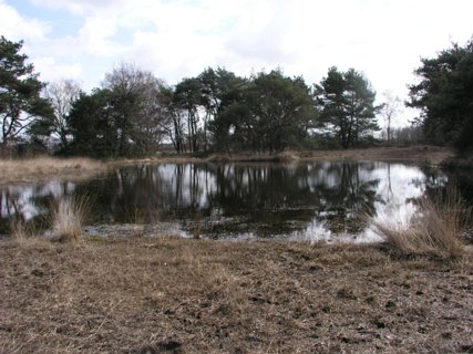 5: Hondenven_030406_1018