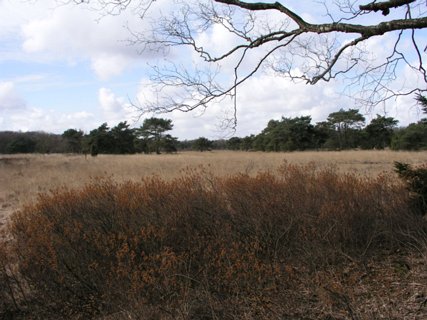 6: Hondenven_030406_1020