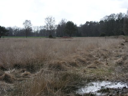 8: Hondenven_030406_1029