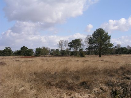 15: Hondenven_030406_1049