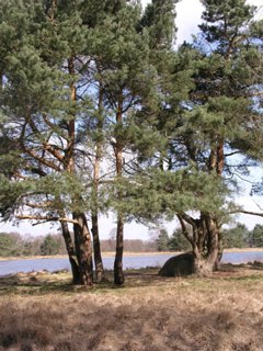 16: Hondenven_030406_1052