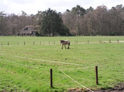 17: Hondenven_030406_1055