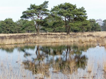 23: Hondenven_120304_1418