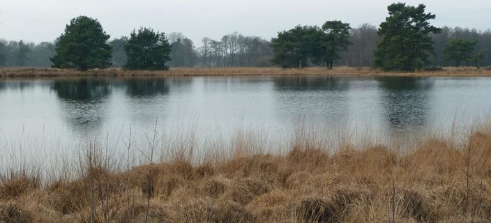 25: Hondenven_120304_1458