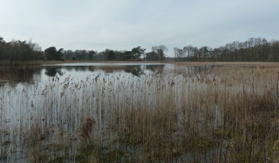 26: Hondenven_120304_1513