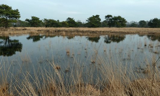 28: Hondenven_120304_1515