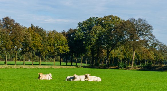 16: 141019-120038_Reutum