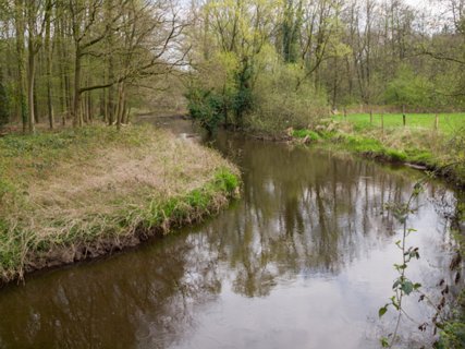 37: 160414-151630_TP3<br>Dinkel