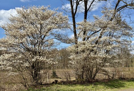 14: IMG_0305<br>Bloeiende krenten