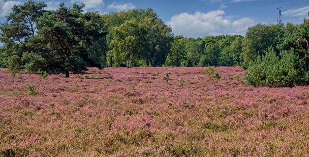 15: 250818-121600_Paardeslenk