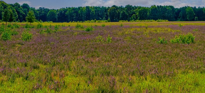 18: 250818-125128_Paardeslenk-Pano
