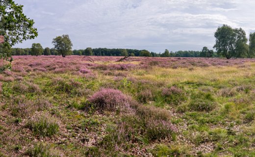 1: IMG_3612-Pano<br>Paardeslenk