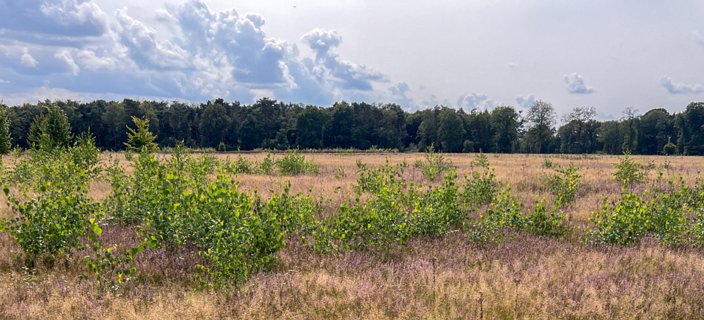 26: IMG_3651<br>De nieuwe heideaanplant is nog geen succes.