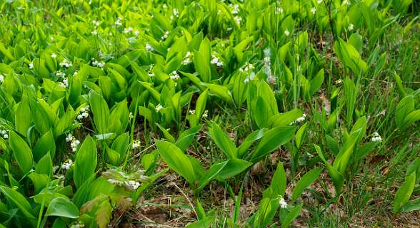 Beerze Bulten<br>Lelietjes-van-dalen