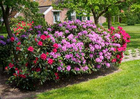 Beerze Bulten<br>Veel bloeiende Rhododendrons