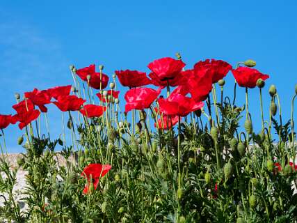 Diffelen, Rheeze<br>Klaprozen