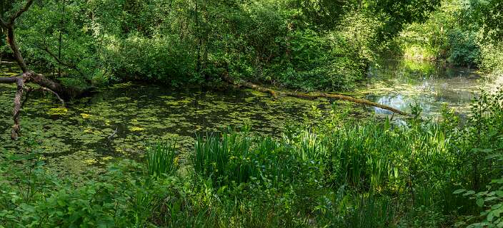 Dode arm van de Regge