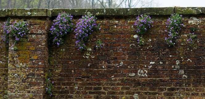 Eerde is bekend vanwege de Aubretia en de mossen op de muren.