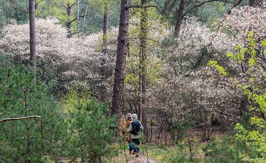 Er staan veel Krenten in dit gebied.