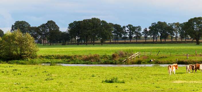 Beerze, Stegeren<br>Ponnies langs de Vecht
