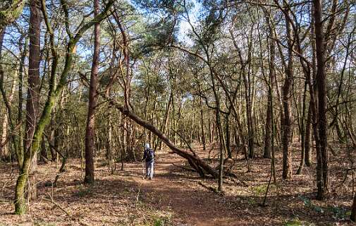 Rheeze, Rheezerbelten, Rheezermaten