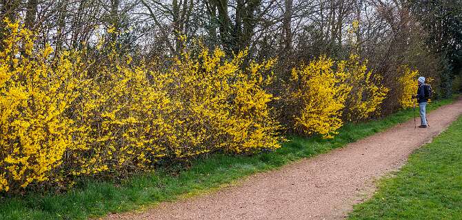 Rheeze, Rheezerbelten, Rheezermaten