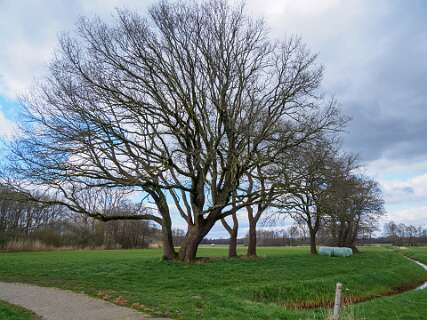 Rheeze, Rheezerbelten, Rheezermaten<br>Rheezermaten