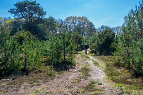 Veel opschot van dennen hier tussen de jeneverbessen