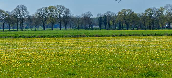 Het Vechtdal., de Vecht loopt achter de paardebloemen.