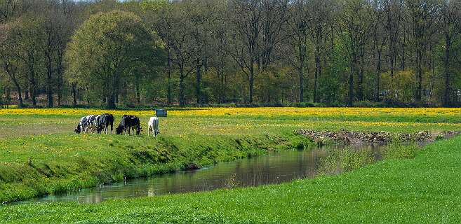 Dezelfde oude bedding buigt weer naar de hoofdstroom