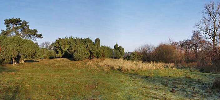 Hier staan veel Jeneverbessen