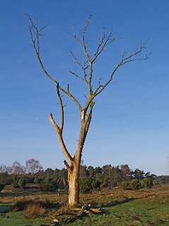 Kaal gegeten boom