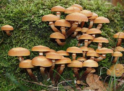 Herfst, dus veel  paddestoelen! Dit is de  Gewone zwavelkop