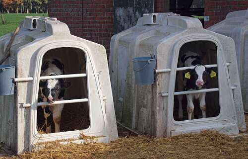 Twee weken oud en over 1½ jaar geconsumeerd!