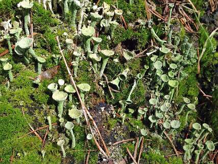 Fijn bekermos, met dank aan Nel Windt